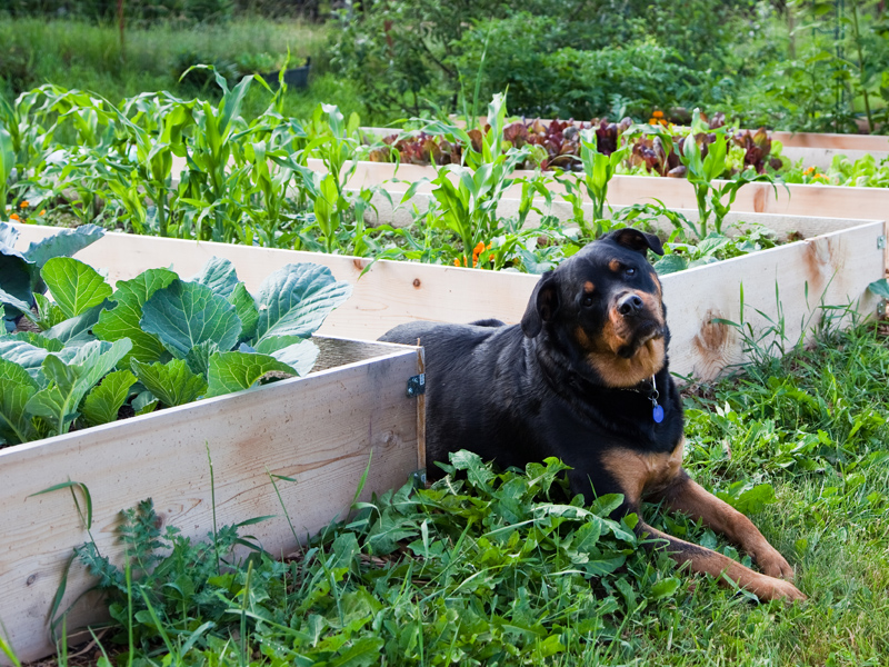 dog in a vegetable patch