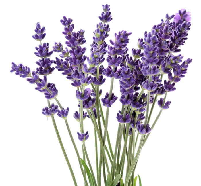 Lavender is edible and can be used in the kitchen